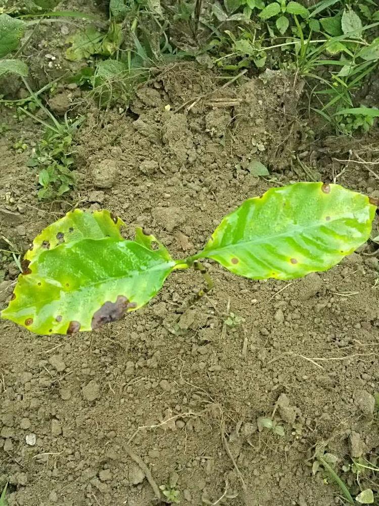 tree image