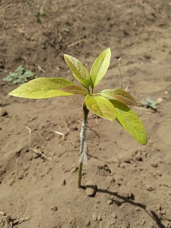 tree image