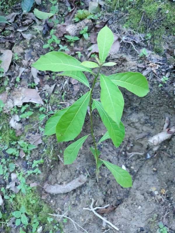 tree image