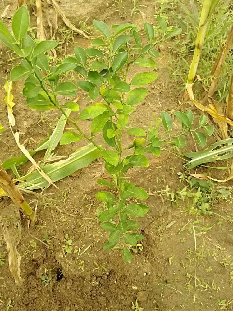 tree image
