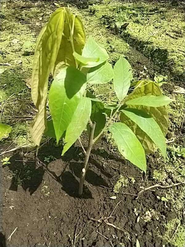 tree image