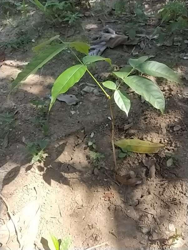 tree image