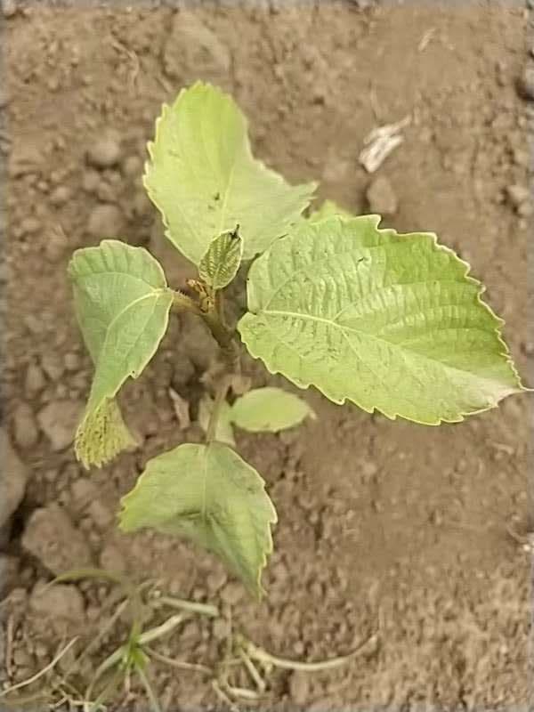 tree image