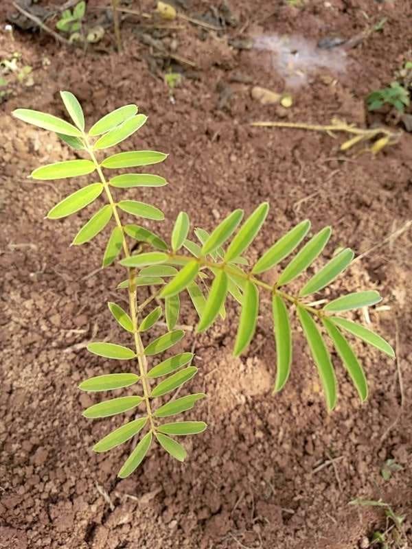 tree image