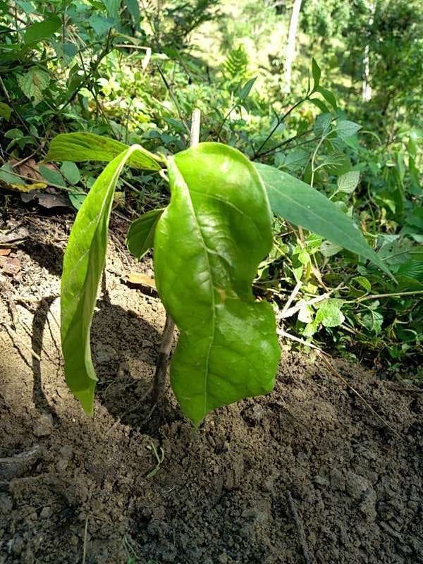 tree image