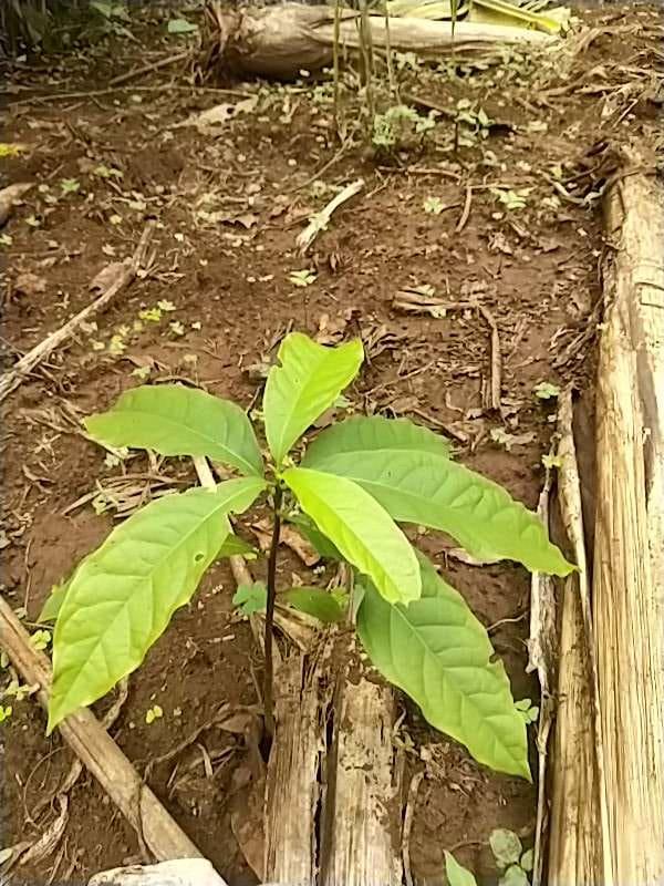 tree image