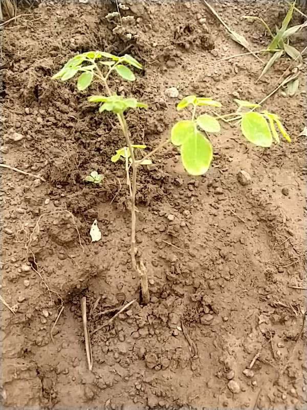 tree image