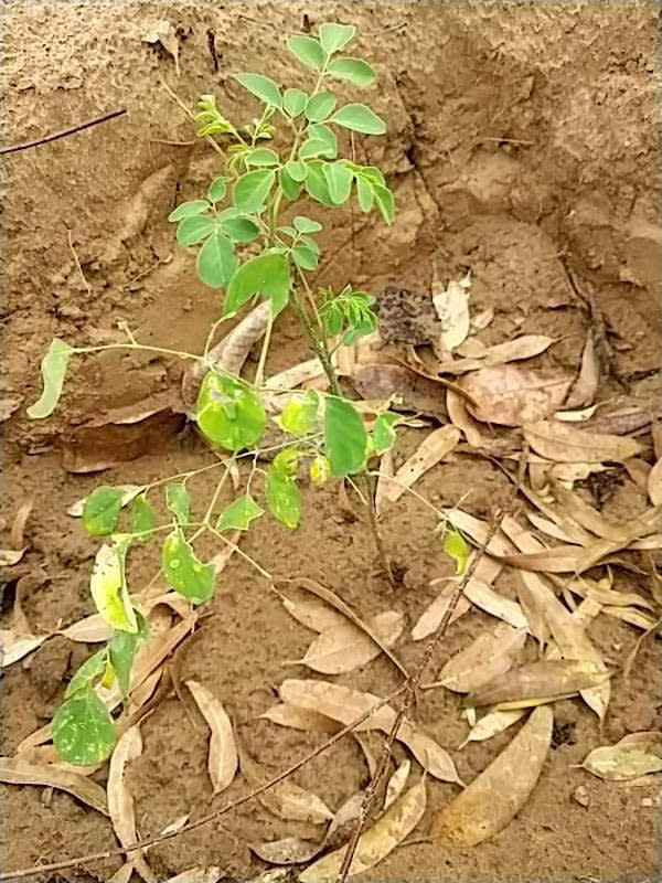 tree image