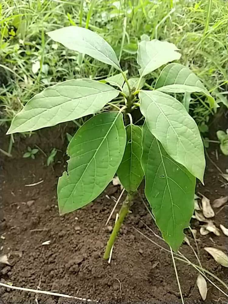 tree image