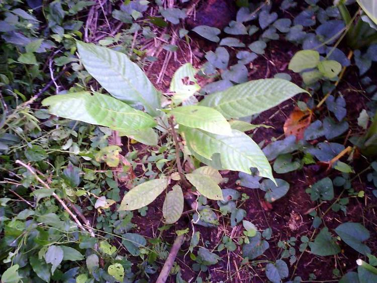 tree image
