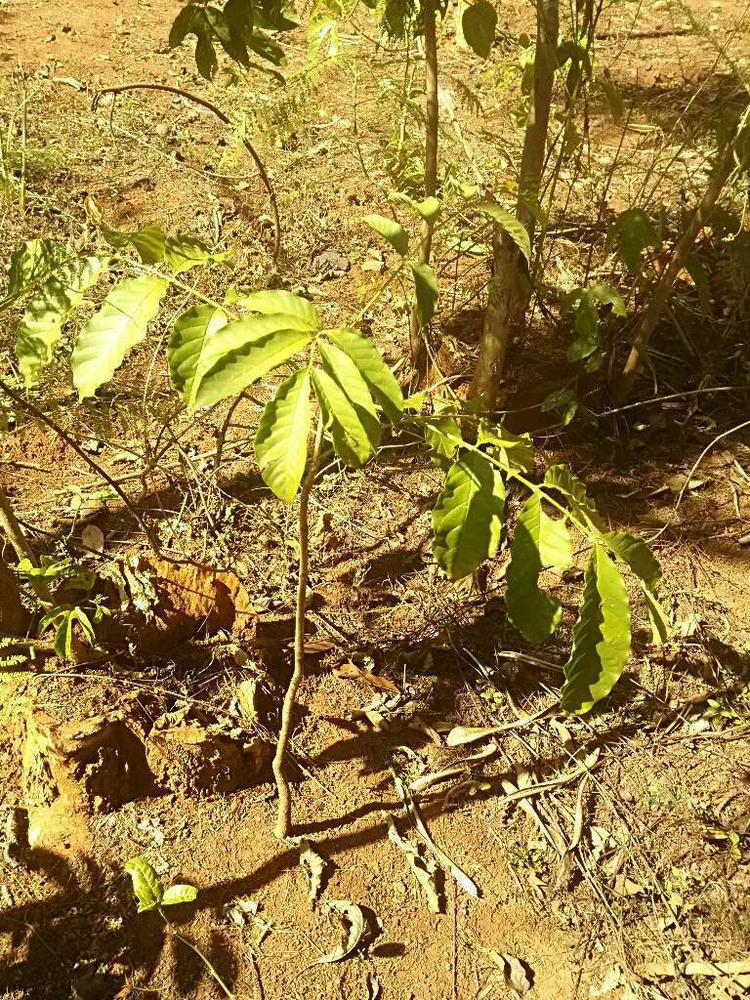 tree image