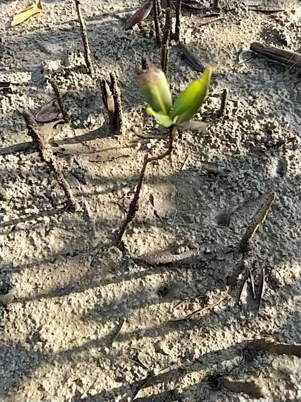 tree image