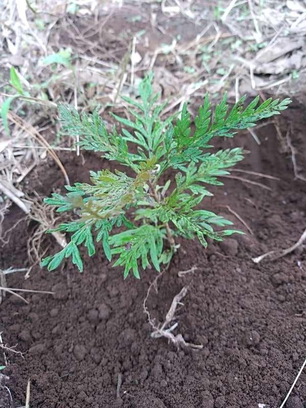 tree image