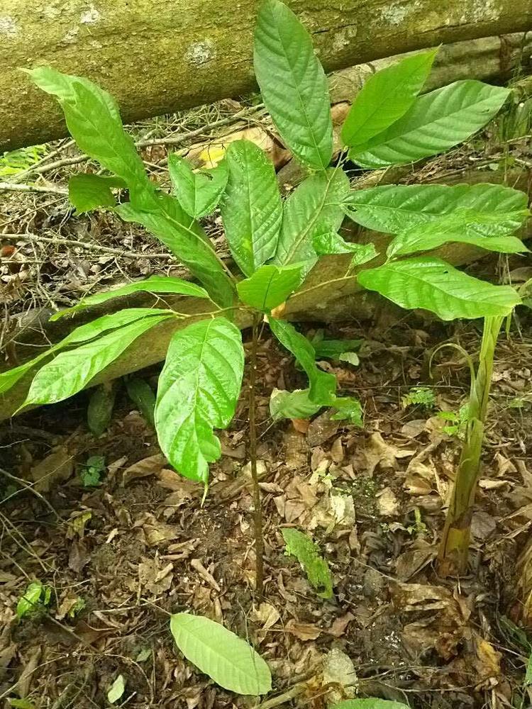 tree image