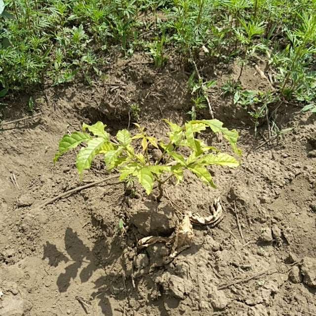 tree image