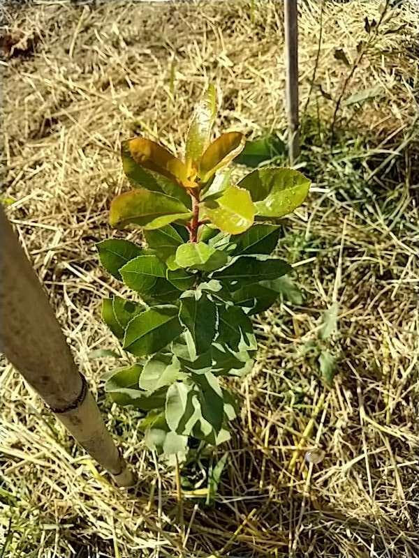 tree image