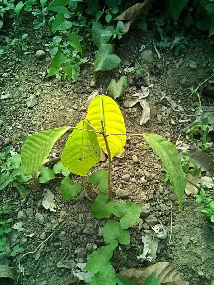 tree image