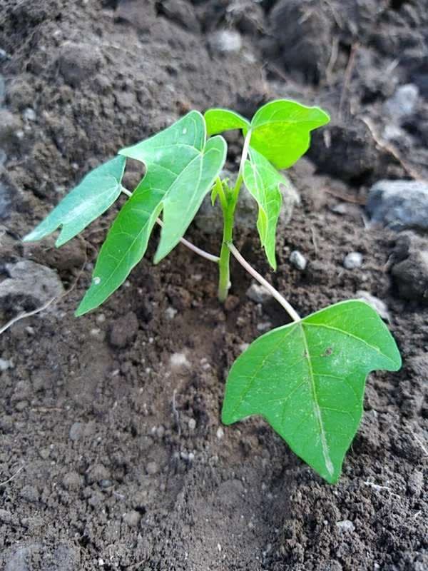 tree image