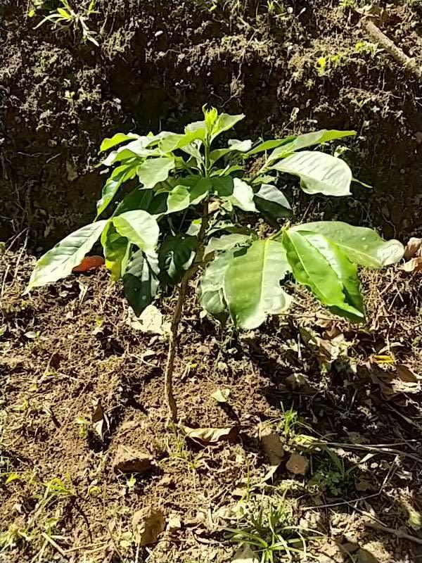 tree image
