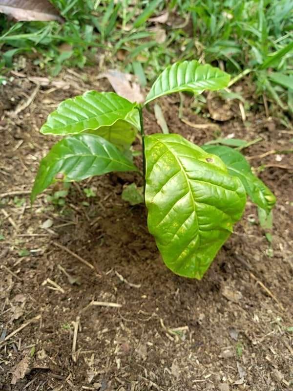 tree image