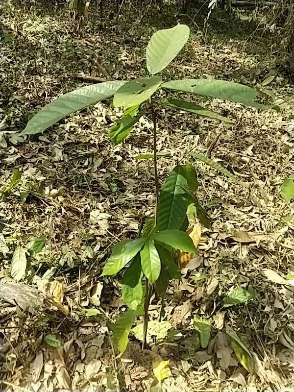 tree image