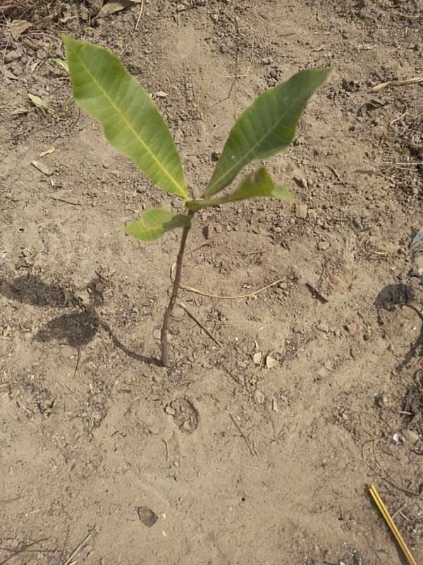 tree image