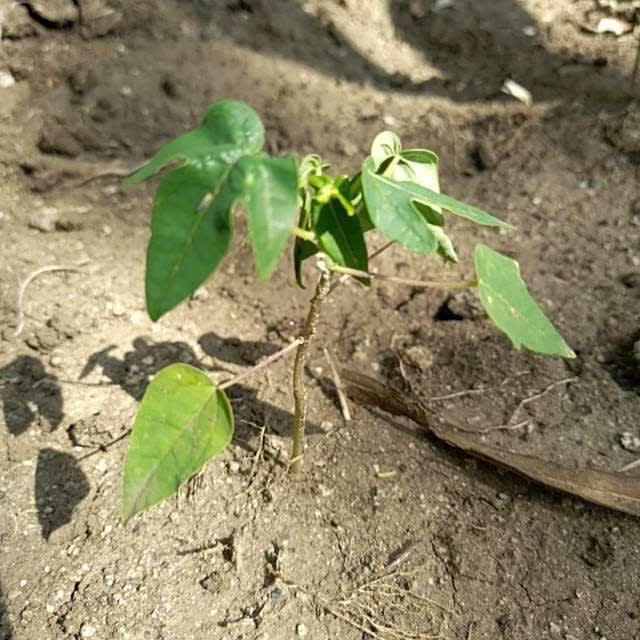 tree image
