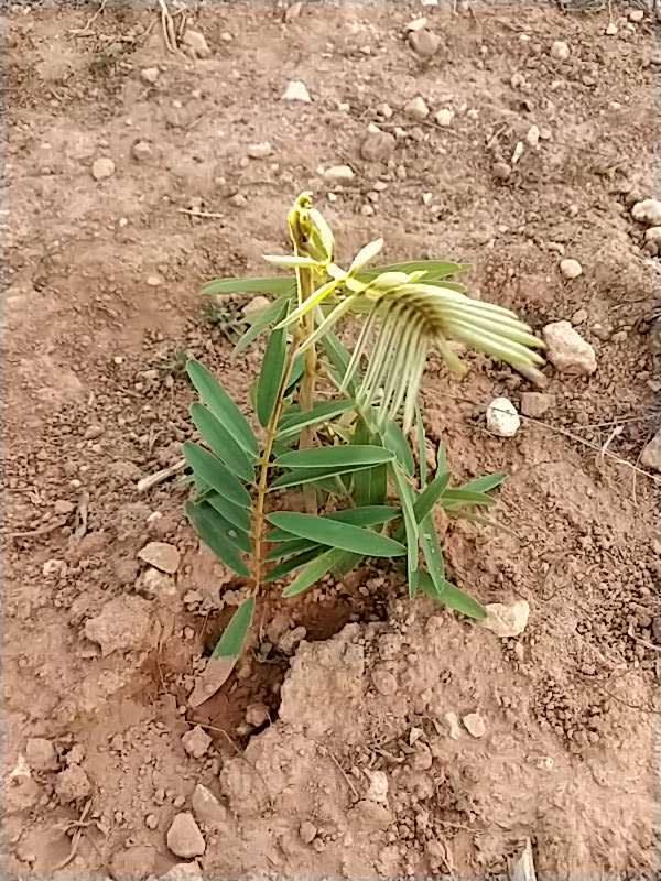 tree image