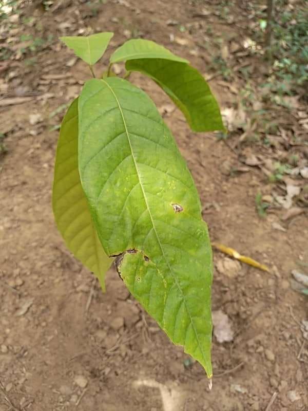tree image