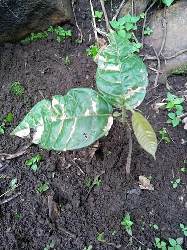 tree image