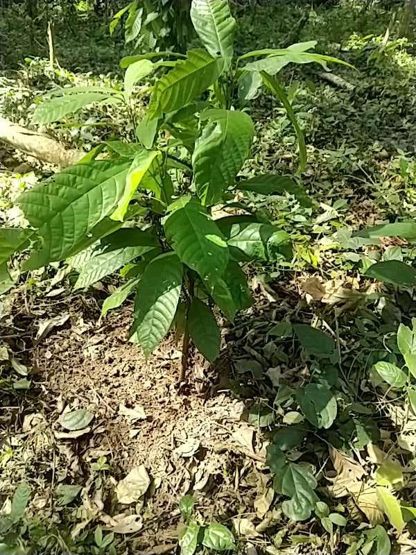 tree image