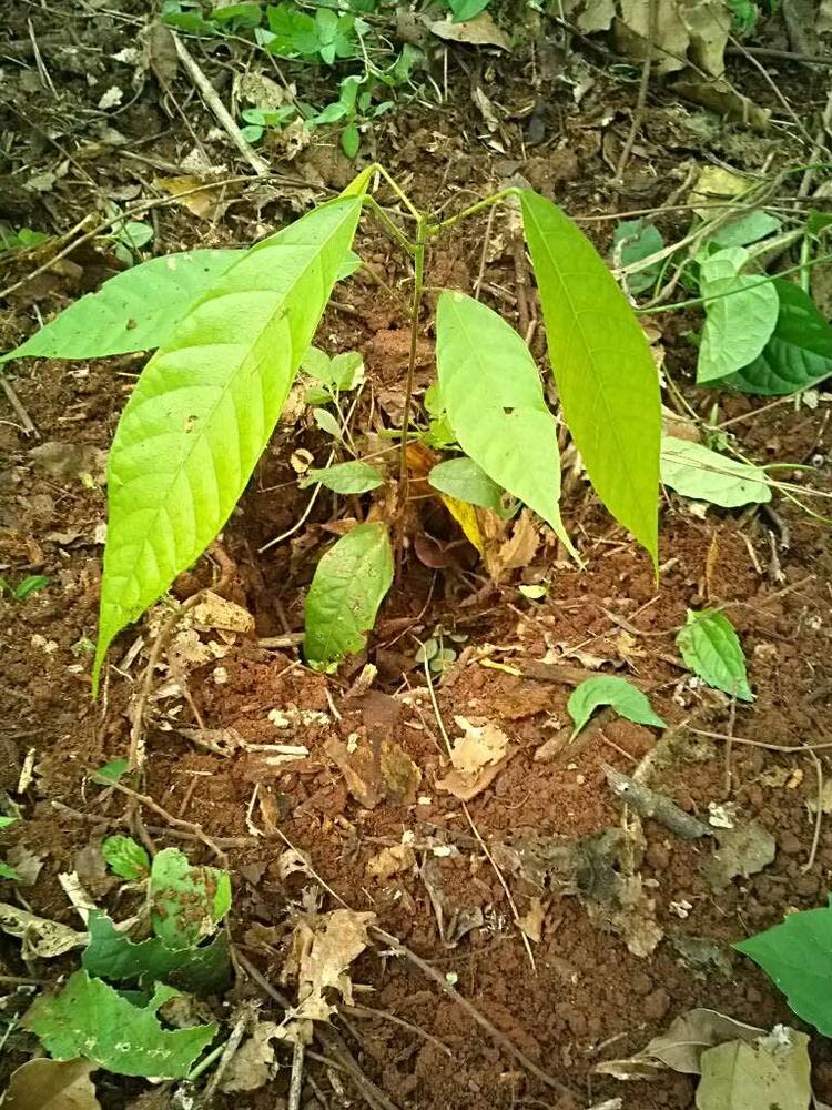 tree image