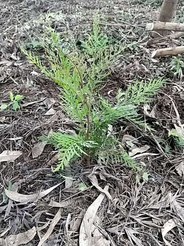 tree image
