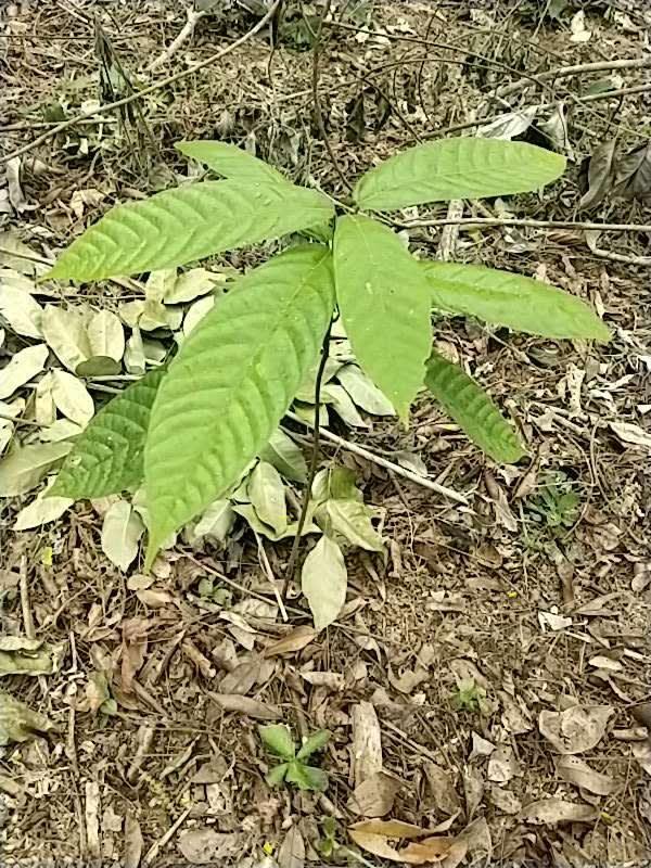 tree image
