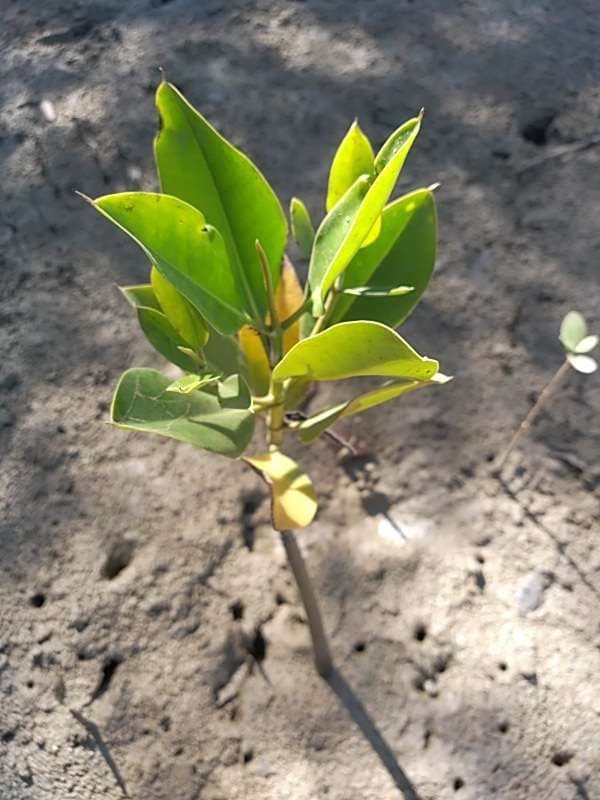 tree image
