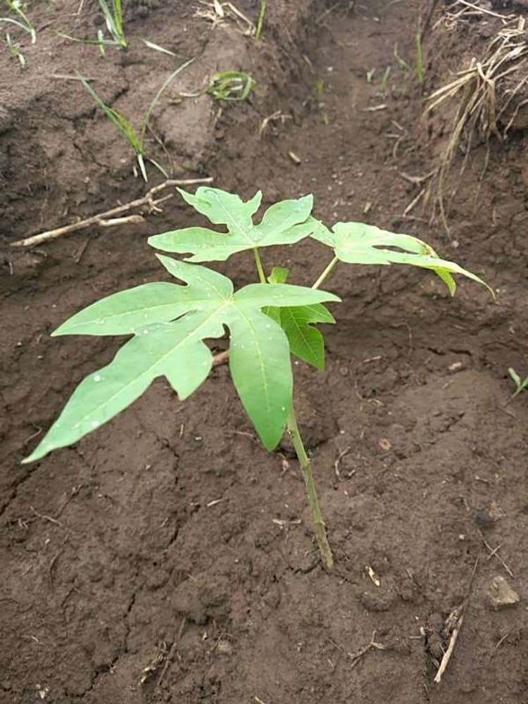 tree image
