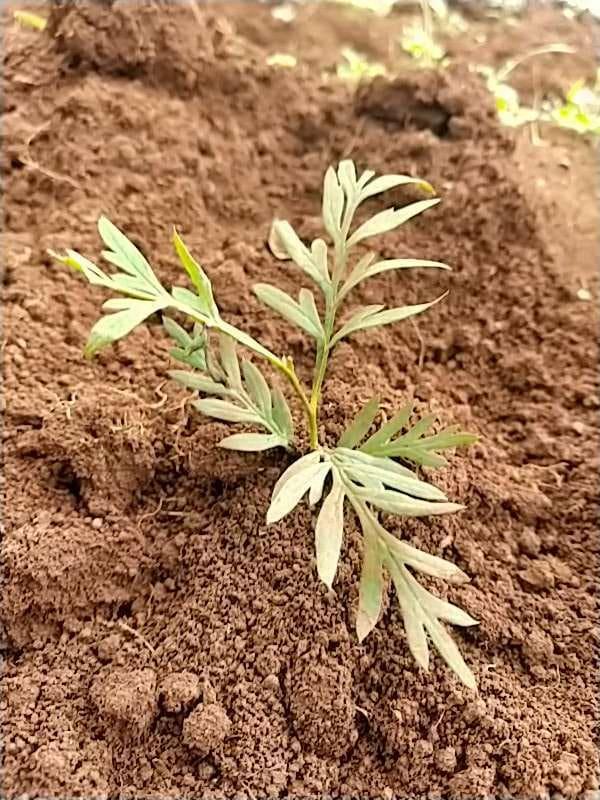 tree image