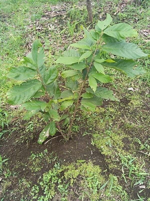 tree image
