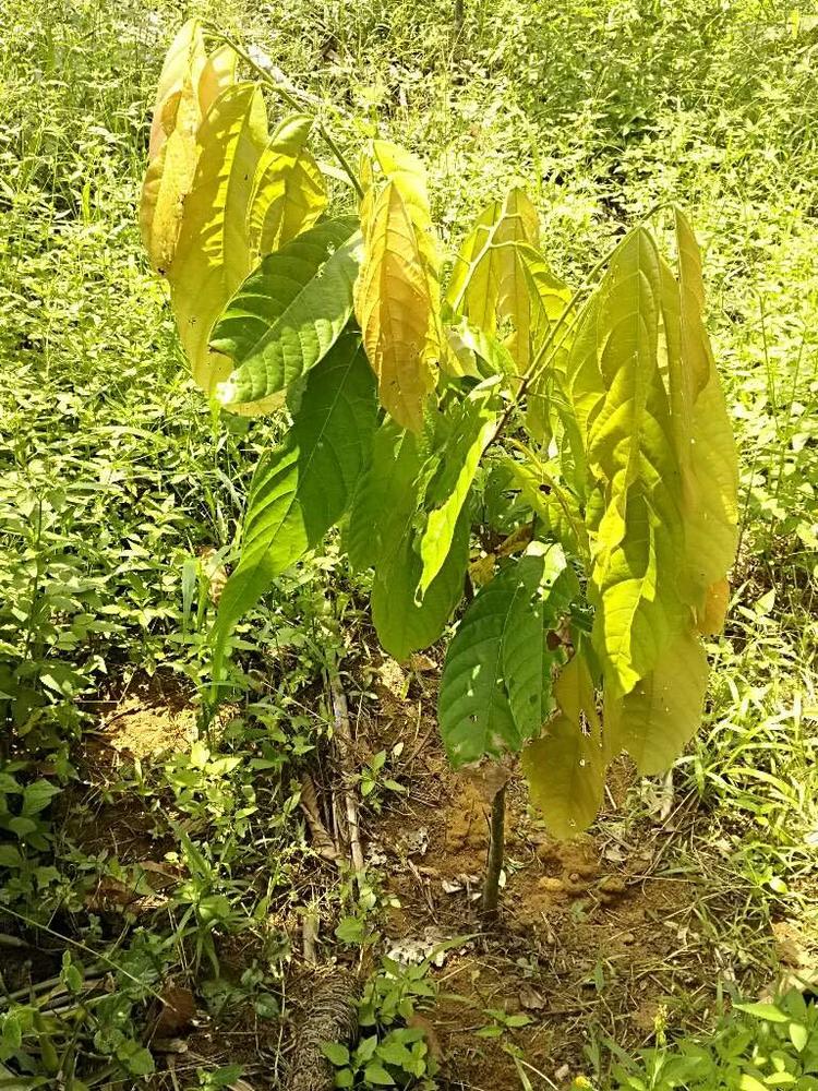 tree image