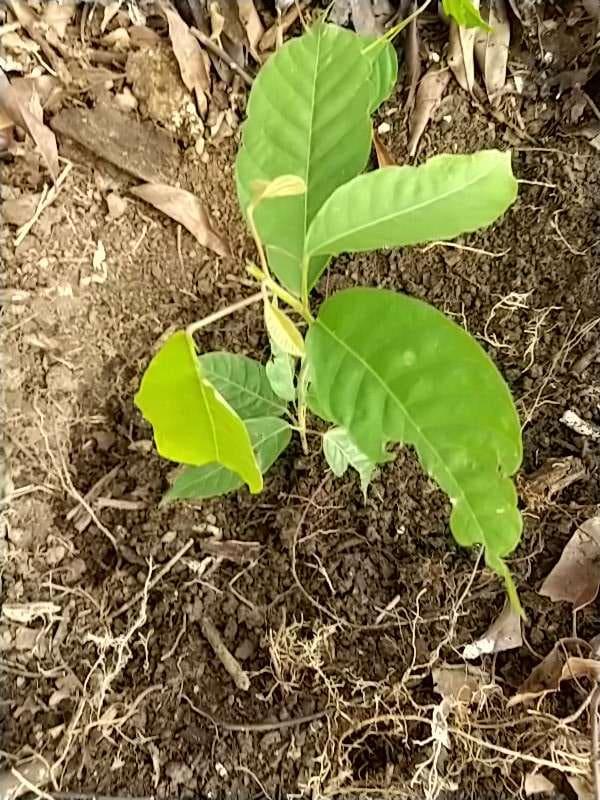tree image