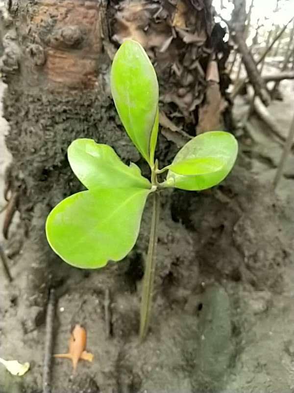tree image