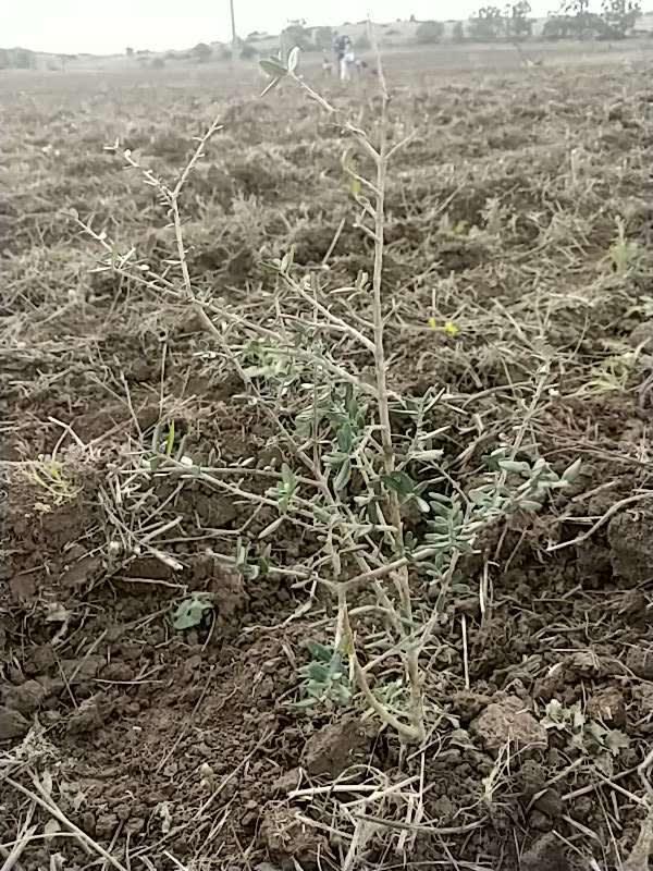 tree image