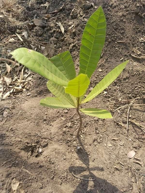 tree image