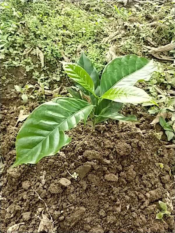 tree image