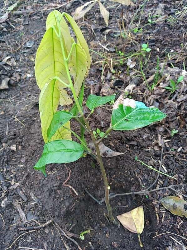 tree image
