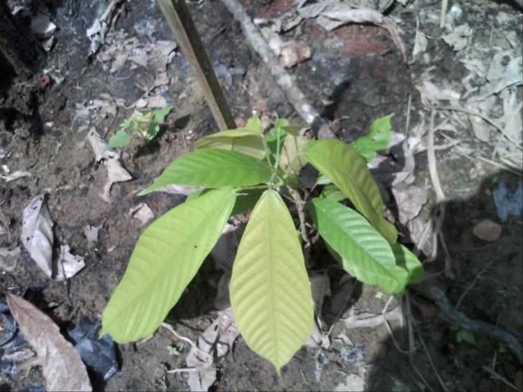 tree image