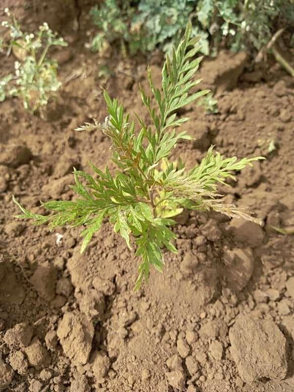 tree image