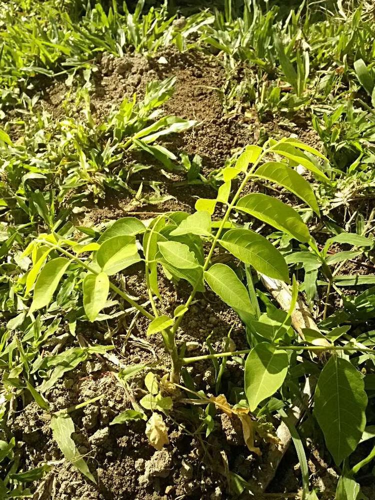 tree image