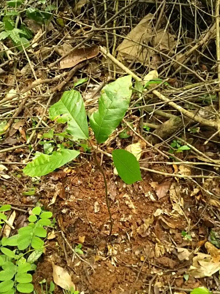 tree image