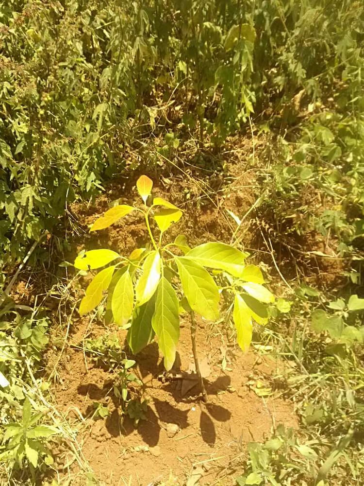 tree image